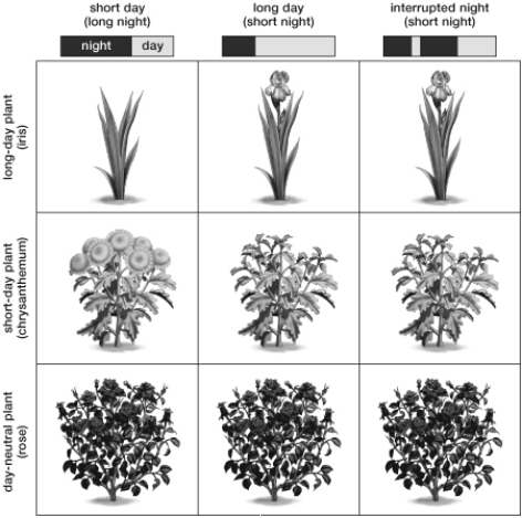 Based on the figure, which of the following plants will NOT flower under long- day or interrupted- night conditions?   A)  Iris B)  Rose C)  Chrysanthemum