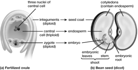 Based on the figure, the must have contained two nuclei before fertilization.   A)  zygote B)  embryo C)  integument cell D)  central cell