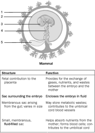   -Metabolic wastes may be stored within structure 4, the A)  yolk sac. B)  chorion. C)  amnion. D)  allantois. E)  embryo.