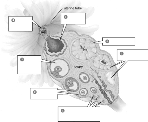   -The increase in size of structure 2 is regulated by A)  FSH. B)  inhibin. C)  GnRH. D)  testosterone. E)  progesterone.