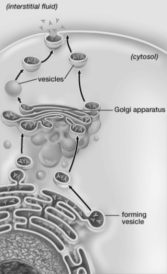 The cell shown in this figure must be   A)  from a eukaryote. B)  an exception to the cell theory. C)  a prokaryote. D)  from a plant.