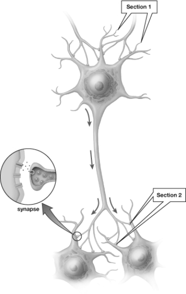   -Which of the following does NOT occur at  Section 2 ? A)  Neurotransmitter binds to receptor of  receiving  cell B)  Integration of the signal C)  Transmission of the signal D)  Release of neurotransmitter by  sending  cell E)  Neurotransmitter diffuses across synapse