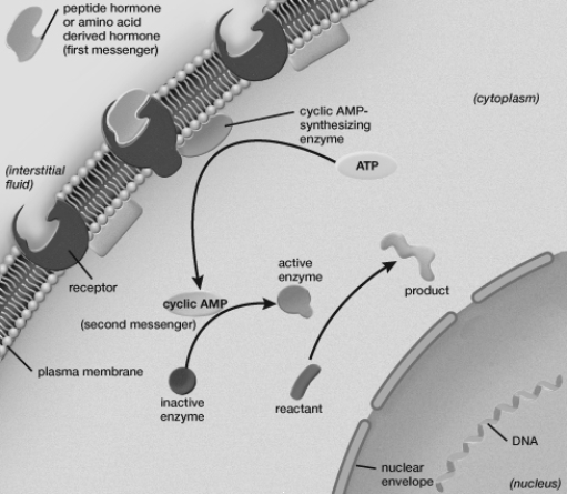 Based on this figure, what does cyclic AMP represent?   A)  Membrane receptor B)  Second messenger C)  Cytoplasmic receptor D)  First messenger E)  Hormone