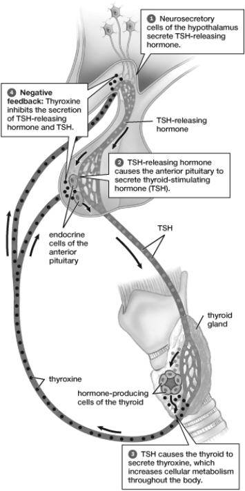 The hormone interaction in this figure is an example of   A)  the effects of endocrine disruptors. B)  transmission at a gap junction. C)  a positive feedback mechanism. D)  a negative feedback mechanism. E)  blood glucose regulation.
