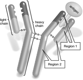 This figure illustrates the structure of an antibody. Which part of the antibody binds to the antigen?   A)  Region A B)  Region B C)  Both regions A and B can bind to the antigen.