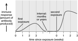 Based on this figure, when does the maximum immune response occur?   A)  1 week after the third exposure B)  Between 2 and 3 weeks after the first exposure C)  1 week after the first exposure D)  Between 1 and 2 weeks after the second exposure E)  Within 1 week of the second exposure