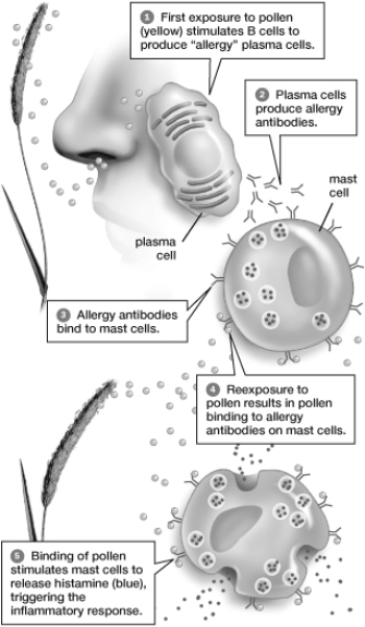 As shown in this figure, upon re- exposure to pollen, the pollen binds to   A)  free antibodies within the capillaries. B)  T cells. C)  antibodies on mast cells. D)  histamine. E)  plasma cells.