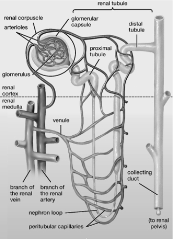 According to the illustration, blood entering which structure will undergo no further modification by the nephron?   A)  Glomerulus B)  Collecting duct C)  Distal tubule D)  Venule E)  Glomerular capsule