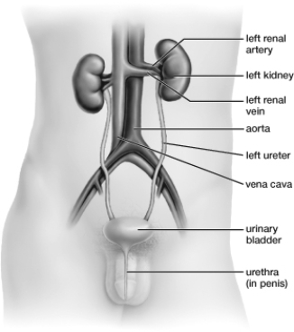 Based on this figure, what pathway is used during urinary catheterization, in which a tube is inserted into a patient to drain urine from the bladder?   A)  From the vena cava into the urinary bladder B)  From the left ureter into the urinary bladder C)  From the left renal artery into the urinary bladder D)  From the urethra into the urinary bladder