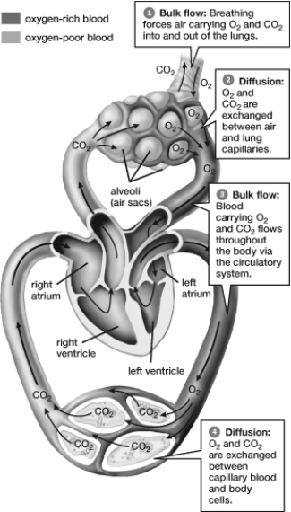Based on this figure, which of the following contains the most oxygen?   A)  Blood entering the alveoli B)  Blood leaving the tissues C)  Blood entering the left atrium D)  Blood leaving the right ventricle