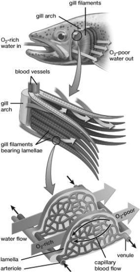 Refer to this figure to determine which of the following statements is correct.   A)  Lamellae bring air within diffusing distance of each body cell. B)  Blood and water are flowing in opposite directions (countercurrent) . C)  Oxygen diffuses out of blood as it flows through lamellae. D)  Blood and water are flowing in the same direction (concurrent) .