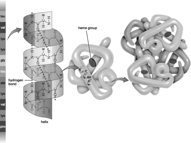 As shown in this figure, the valine and lysine in this protein are linked by covalent bonds within the structure, whereas the hydrogen bonds hold together molecules within the helical structure.     A) secondary; quaternary B) tertiary; quaternary C) secondary; tertiary D) primary; secondary E) primary; tertiary