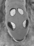 The caterpillar in the illustration displays   A)  startle coloration. B)  chemical defenses. C)  warning coloration. D)  aggressive mimicry. E)  camouflage.