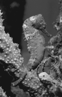 This animal is classified as a   A)  ray- finned fish. B)  lamprey. C)  monotreme. D)  lobe- finned fish. E)  tunicate.