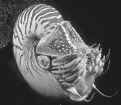 The organism shown here is a(n)    A)  annelid. B)  arachnid. C)  fluke. D)  cephalopod. E)  gastropod.