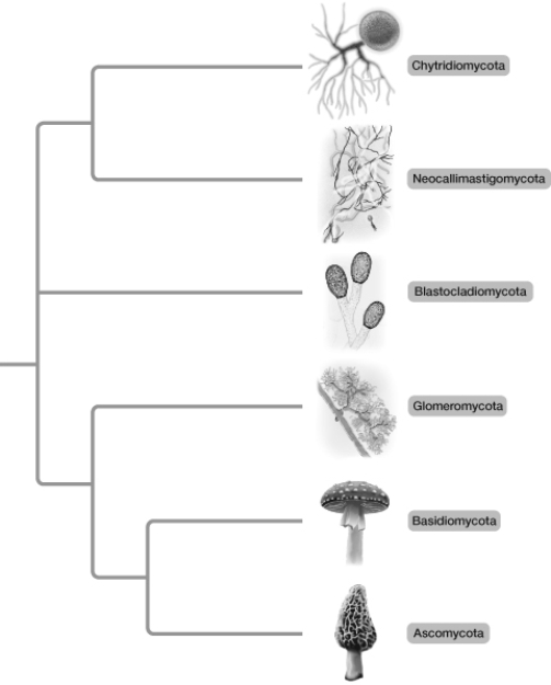 Based on the illustration shown here, basidiomycetes are most closely related to   A)  glomeromycetes. B)  zygomycetes. C)  chytrids. D)  algae. E)  ascomycetes.