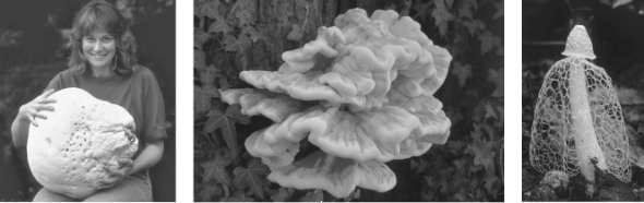The fungi in the photographs here are examples of   A)  reproductive structures. B)  hyphae. C)  fairy rings. D)  mushrooms. E)  mycelia.