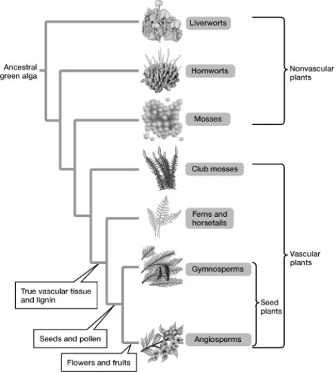   -Based on the evolutionary tree, the closest relatives of seed plants are the A)  ferns. B)  liverworts. C)  green algae. D)  mosses.