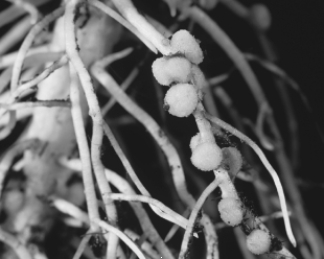 The nodules in the figure are   A)  intended to hold pathogenic bacteria. B)  intended to exchange genetic material between the plant and the bacteria. C)  carrying on photosynthesis. D)  protecting the plant from viroids. E)  converting nitrogen gas to a form usable by plants.