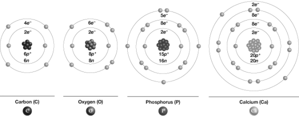Which of these atoms would become inert if it accepted three electrons?   A)  Oxygen B)  Carbon C)  Calcium D)  Phosphorus