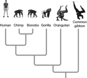   -Based on the eukaryotic tree, deuterostomes are most closely related to A)  pteridophyta. B)  angiosperms. C)  porifera. D)  diplomonads. E)  protostomes.