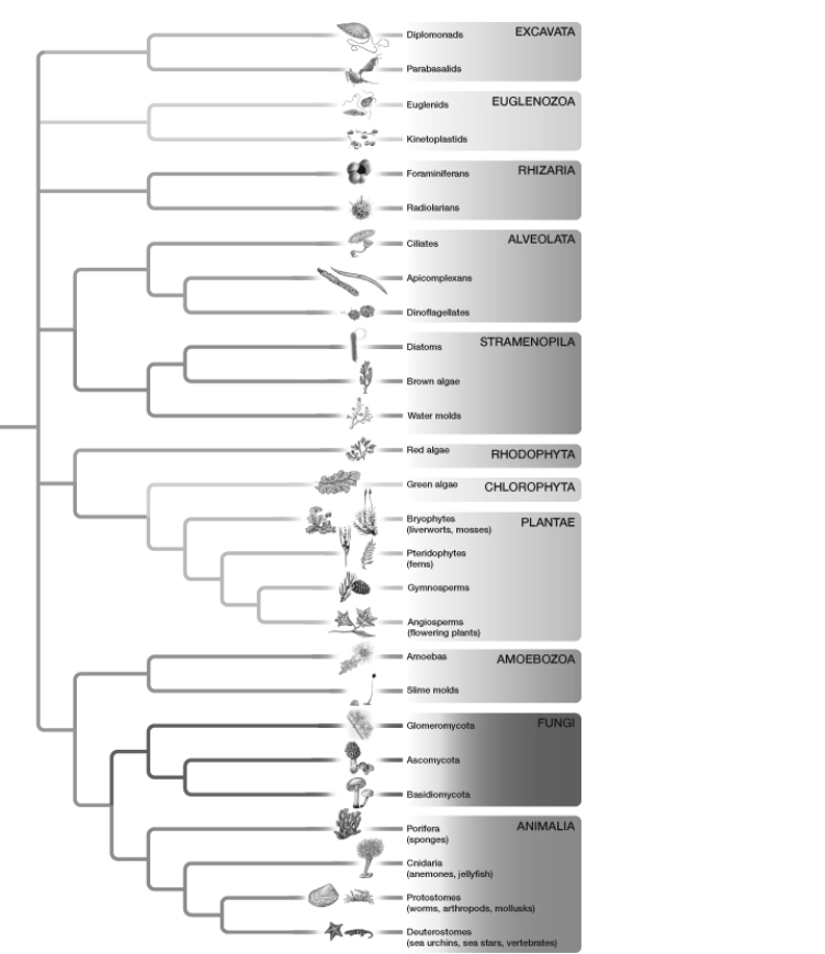   -According to chemical and molecular evidence, members of the kingdom Fungi are most closely related to which of these groups in the tree of life?   A)  Bacteria B)  Protists C)  Plants D)  Archaea E)  Animals