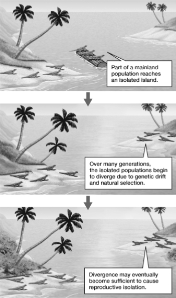 The series of events depicted in the figure demonstrates   A)  allopatric speciation. B)  mechanical incompatibility. C)  behavioral isolation. D)  temporal isolation. E)  hybrid infertility.