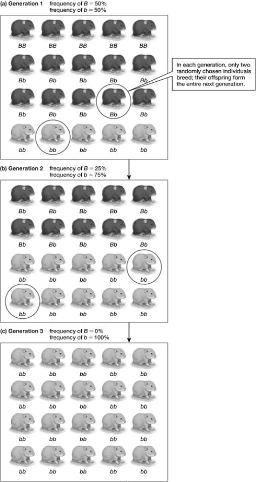 Based on the information shown in the figure, what do you predict the fourth generation will look like?   A)  There is no way to predict what the fourth generation will look like. B)  All the hamsters will be tan. C)  Five hamsters will be black. D)  All the hamsters will have mottled tan/black fur. E)  All the hamsters will be black.