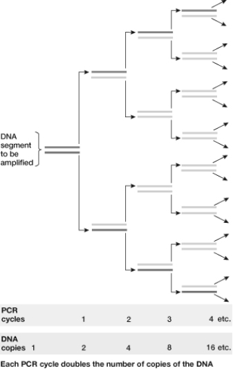 Based on this figure, how many PCR cycles are necessary to produce 64 copies of the original DNA fragment being amplified?   A)  Three B)  Four C)  Six D)  One E)  Two