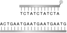 The illustrated probe cannot bind to the shown DNA sequence. Which DNA sequence could this probe bind to?   A)  AGAGATATCTAT B)  AGAGATATGATA C)  AGATAGATAGAT D)  AGATCTATCTAT