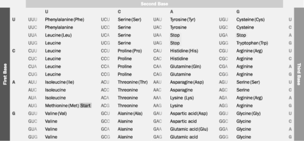 Based on this table, which polypeptide would be synthesized from the mRNA base sequence AUGCCUGACUUA?   A)  phe- met- pro- leu B)  met- phe- glu- leu C)  met- pro- asp- leu D)  met- pro- asp- tyr E)  ile- pro- ala- tyr