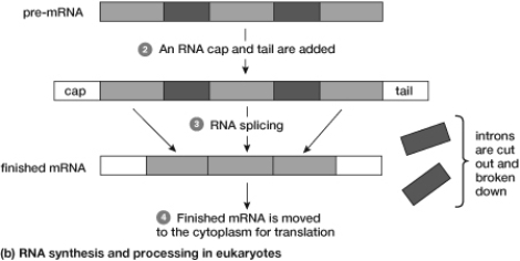 As seen in this figure, how many exons were used to assemble the pre- mRNA sequence, and how many exons were used in the finished mRNA?   A)  3; 2 B)  3; 3 C)  5; 3 D)  6; 3