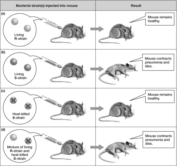 Based on this figure, which type(s)  of bacteria would you expect to be isolated from the dead mouse in the final experiment (involving the mixture of bacterial strains) ?   A)  Heat- killed S- strain only B)  At least some living S- strain C)  Living R- strain and heat- killed S- strain only D)  Living R- strain only