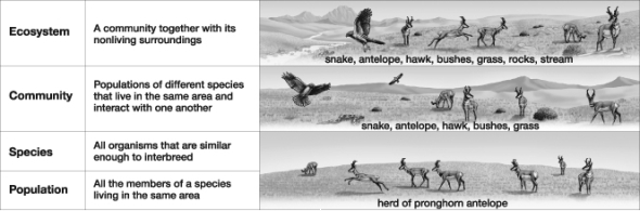 Which of the following is NOT a part of the community shown in this figure?   A)  Snake B)  Grass C)  Hawk D)  Stream E)  Pronghorn antelope