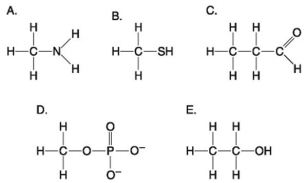 Use the following figure to answer the questions below.    -Which molecule shown above can form a dimer linked by a covalent bond? A) A B) B C) C D) D E) E