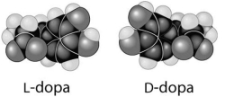 D-dopa and L-dopa,shown below,are examples of pharmaceutical drugs that occur as enantiomers,or molecules that ________.   A)have identical three-dimensional shapes B)are mirror images of one another C)differ in their electrical charge D)are cis-trans isomers E)lack an asymmetric carbon