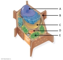 Use the following figure to answer the questions below.    -What is the function of the structure labelled A? A)respiration B)photosynthesis C)maintain cell pressure D)contain DNA E)synthesize lipids