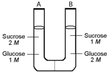 Use the following information to answer the questions below. The solutions in the two arms of this U-tube are separated by a membrane that is permeable to water and glucose but not to sucrose.Side A is half-filled with a solution of 2 M sucrose and 1 M glucose.Side B is half-filled with 1 M sucrose and 2 M glucose.Initially,the liquid levels on both sides are equal.    -After the system reaches equilibrium,what changes are observed? A)The molarity of sucrose and glucose are equal on both sides. B)The molarity of glucose is higher in side A than in side B. C)The water level is higher in side A than in side B. D)The water level is unchanged. E)The water level is higher in side B than in side A.