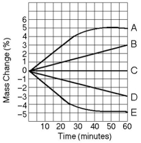 Use the following information to answer the questions below. Five dialysis bags,constructed from a semipermeable membrane that is impermeable to sucrose,were filled with various concentrations of sucrose and then placed in separate beakers containing an initial concentration of 0.6 M sucrose solution.At 10-minute intervals,the bags were massed (weighed)and the percent change in mass of each bag was graphed.    -Which line or lines in the graph represent(s)bags that contain a solution that is hypertonic at 50 minutes? A)A and B B)B C)C D)D E)D and E