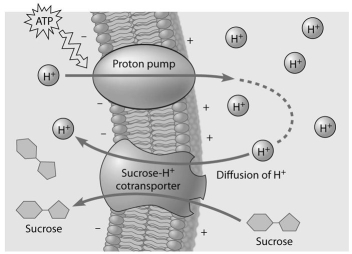   -Which of the following correctly describes the function of the sodium-potassium pump? A) moves three potassium ions out of a cell and two sodium ions into a cell while producing an ATP in each cycle B) moves three sodium ions out of a cell and two potassium ions into a cell while consuming an ATP in each cycle C) moves three potassium ions out of a cell and two sodium ions into a cell while consuming 2 ATP in each cycle D) moves three sodium ions out of a cell and two potassium ions into a cell and while producing an ATP in each cycle E) moves three sodium ions out of a cell and three potassium ions into a cell and producing an ATP in each cycle