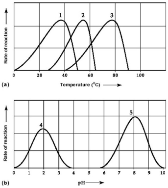 Use the following information to answer the questions below.     Activity of various enzymes at various temperatures (a)and at various pH (b). -Which temperature and pH profile curves on the graphs were most likely generated from analysis of an enzyme from a human stomach where conditions are strongly acid? A)curves 1 and 4 B)curves 1 and 5 C)curves 2 and 4 D)curves 2 and 5 E)curves 3 and 4