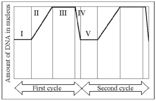 The following questions are based on the following figure.    -In the figure above,mitosis is represented by which numbered part(s) of the cycle? A) I B) II C) III D) IV E) V