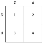 Use the following description and figure to answer the questions below. In a particular plant,leaf colour is controlled by gene locus D.Plants with at least one allele D have dark green leaves,and plants with the homozygous recessive dd genotype have light green leaves.A true-breeding dark-leaved plant is crossed with a light-leaved one,and the F₁ offspring is allowed to self-pollinate.The predicted outcome of the F₂ is diagrammed in the Punnett square shown below,where 1,2,3,and 4 represent the genotypes corresponding to each box within the square.    -Which of the boxes marked 1-4 correspond to plants with dark leaves? A)1 only B)1 and 2 C)2 and 3 D)4 only E)1, 2, and 3