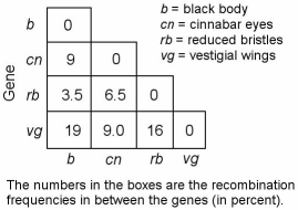   -In a series of mapping experiments,the recombination frequencies for four different linked genes of Drosophila were determined as shown in the above figure.What is the order of these genes on a chromosome map? A) rb-cn-vg-b B) vg-b-rb-cn C) cn-rb-b-vg D) b-rb-cn-vg E) vg-cn-b-rb