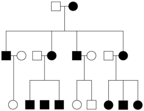   -The pedigree in the figure above shows the transmission of a trait in a particular family.Based on this pattern of transmission,the trait is most likely A) mitochondrial. B) autosomal recessive. C) sex-linked dominant. D) sex-linked recessive. E) autosomal dominant.