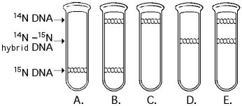 Use the following figure to answer the questions below.    -Once the pattern found after one round of replication was observed,Meselson and Stahl could be confident of which of the following conclusions? A) Replication is semi-conservative. B) Replication is not dispersive. C) Replication is not semi-conservative. D) Replication is not conservative. E) Replication is neither dispersive nor conservative.