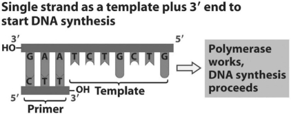   -Refer to the figure above.What bases will be added to the primer as DNA replication proceeds? The bases should appear in the new strand in the order that they will be added starting at the 3' end of the primer. A) C, A, G, C, A, G, A B) T, C, T, G, C, T, G C) A, G, A, C, G, A, C D) G, T, C, G, T, C, T E) C, U, G, C, U, G, U