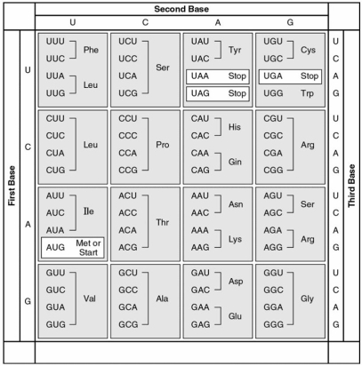 The following questions refer to this table of codons.    -What would the anticodon be for a tRNA that transports phenylalanine to a ribosome? A) UUU B) AAA C) TTT D) CCC E) GGG