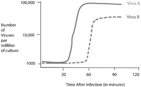 Use the following figure and information to answer the question(s) below.     Cells were infected with approximately 1000 copies of either virus A or virus B at the 0 time point.At five-minute intervals,a sample of the virus and cell mixture was removed.The intact cells were removed from the sample,and the number of viruses per milliliter of culture was determined. -Using the data in the figure above,how long does it take for virus B to go through one lytic cycle? A) 15 minutes B) 30 minutes C) 45 minutes D) 60 minutes E) It is not possible to determine.