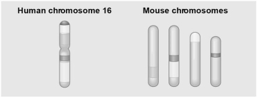 Use the following figure to answer the next few questions.     This figure shows a diagram of blocks of genes on human chromosome 16 and the locations of blocks of similar genes on four chromosomes of the mouse. -The movement of these blocks suggests that A)during evolutionary time, these sequences have separated and have returned to their original positions. B)DNA sequences within these blocks have become increasingly divergent. C)sequences represented have duplicated at least three times. D)chromosomal translocations have moved blocks of sequences to other chromosomes. E)higher mammals have more convergence of gene sequences related in function.